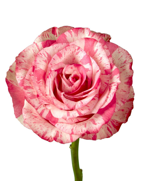 Rosé様 SPJ092, Miyako 京/宫古, Japanese Shrub Rose, Upright,Excellent