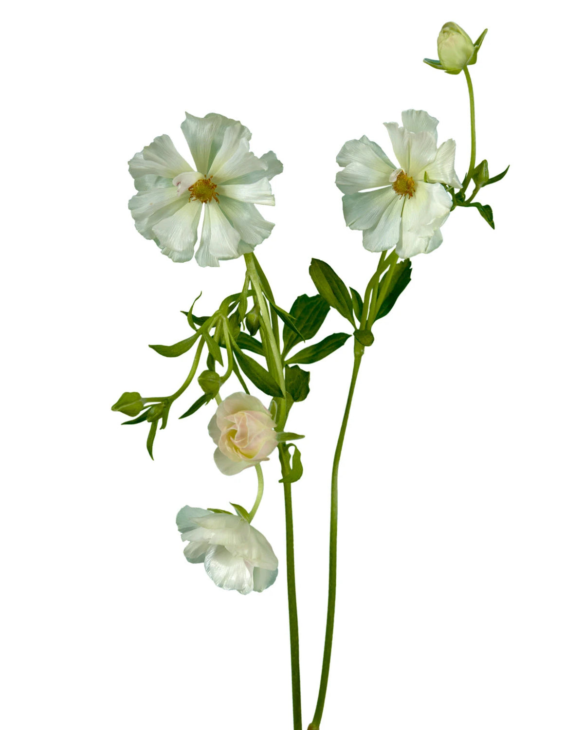 Magical Mascarpone Butterfly Ranunculus