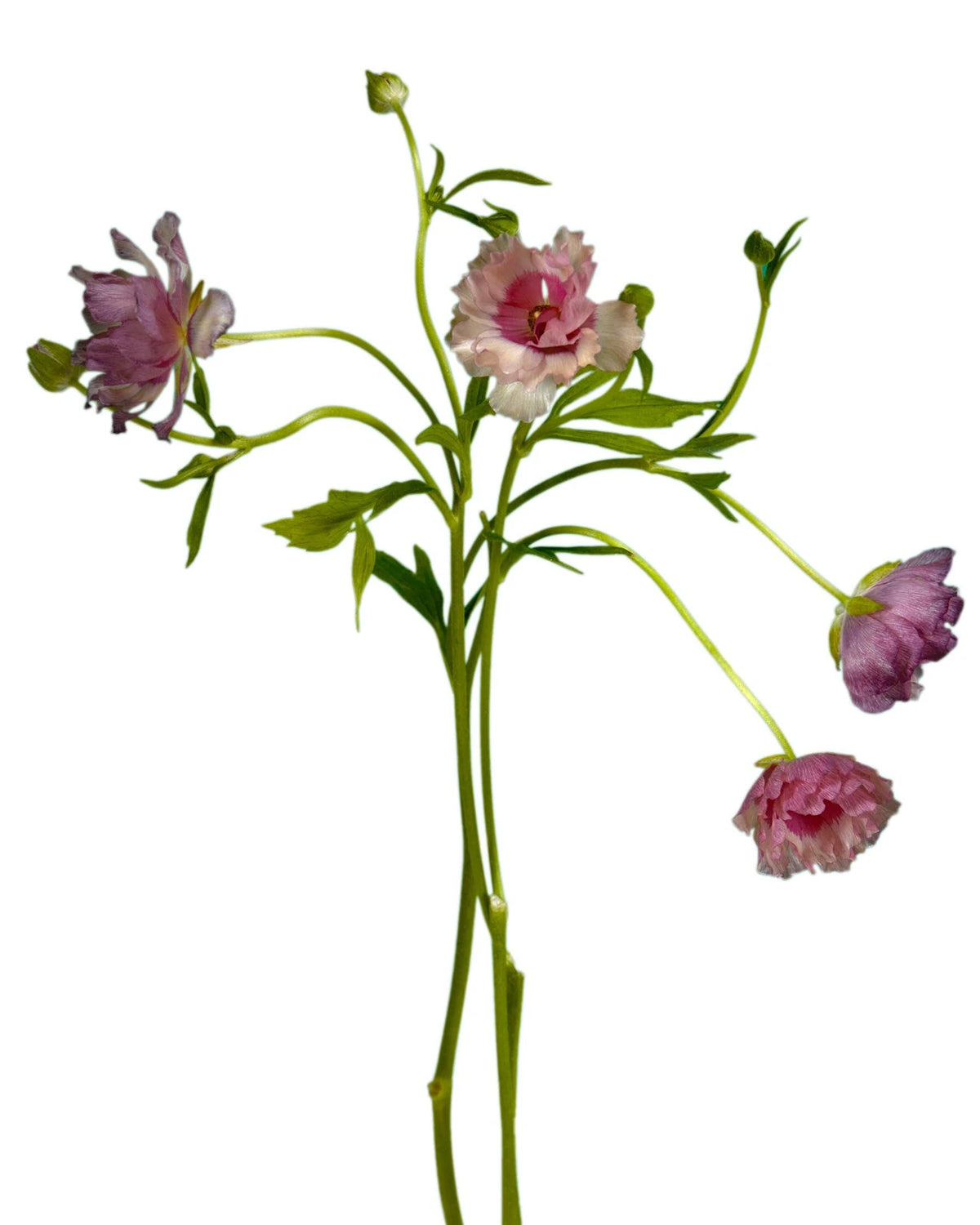 Magical Raspberry Butterfly Ranunculus