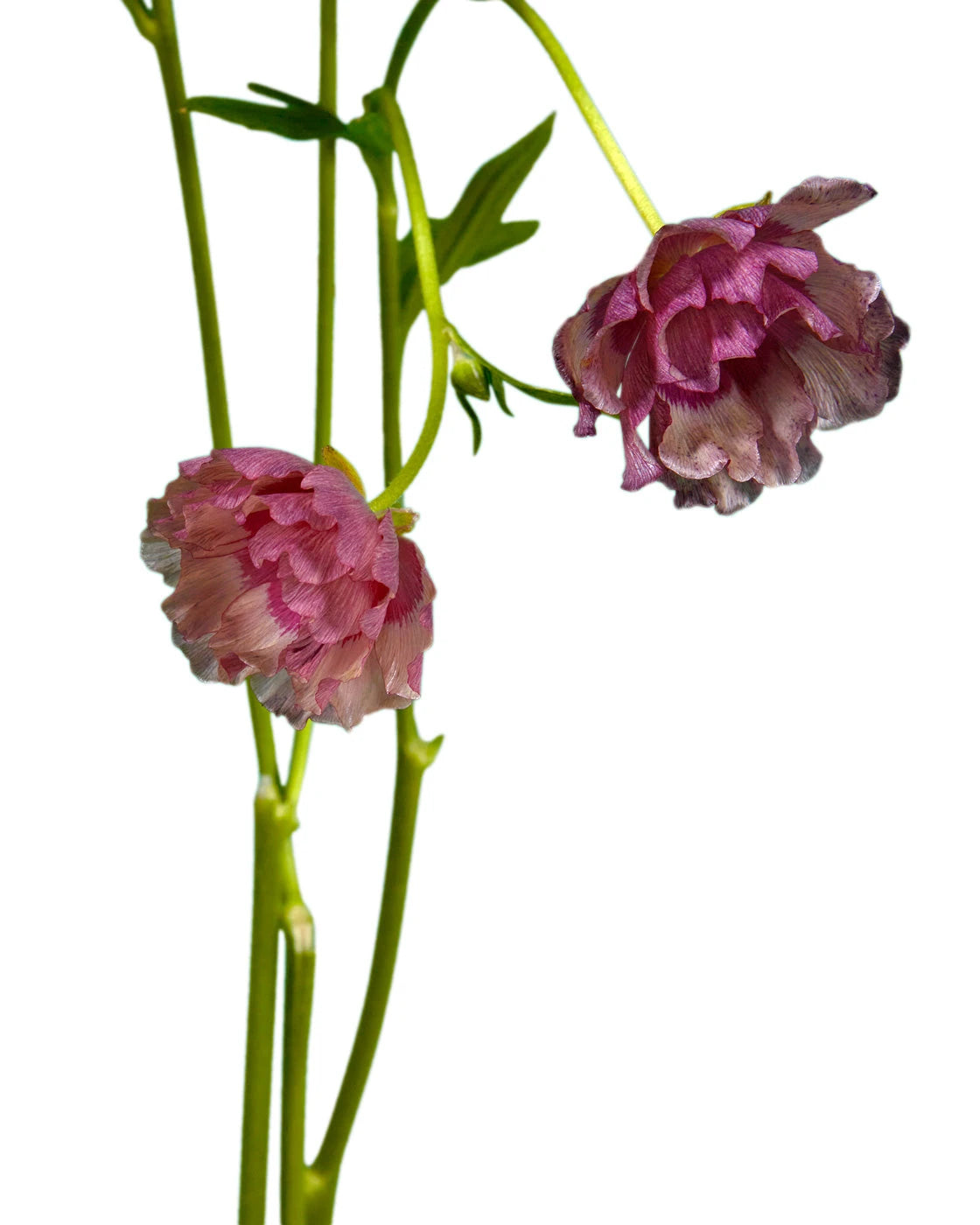 Magical Raspberry Butterfly Ranunculus