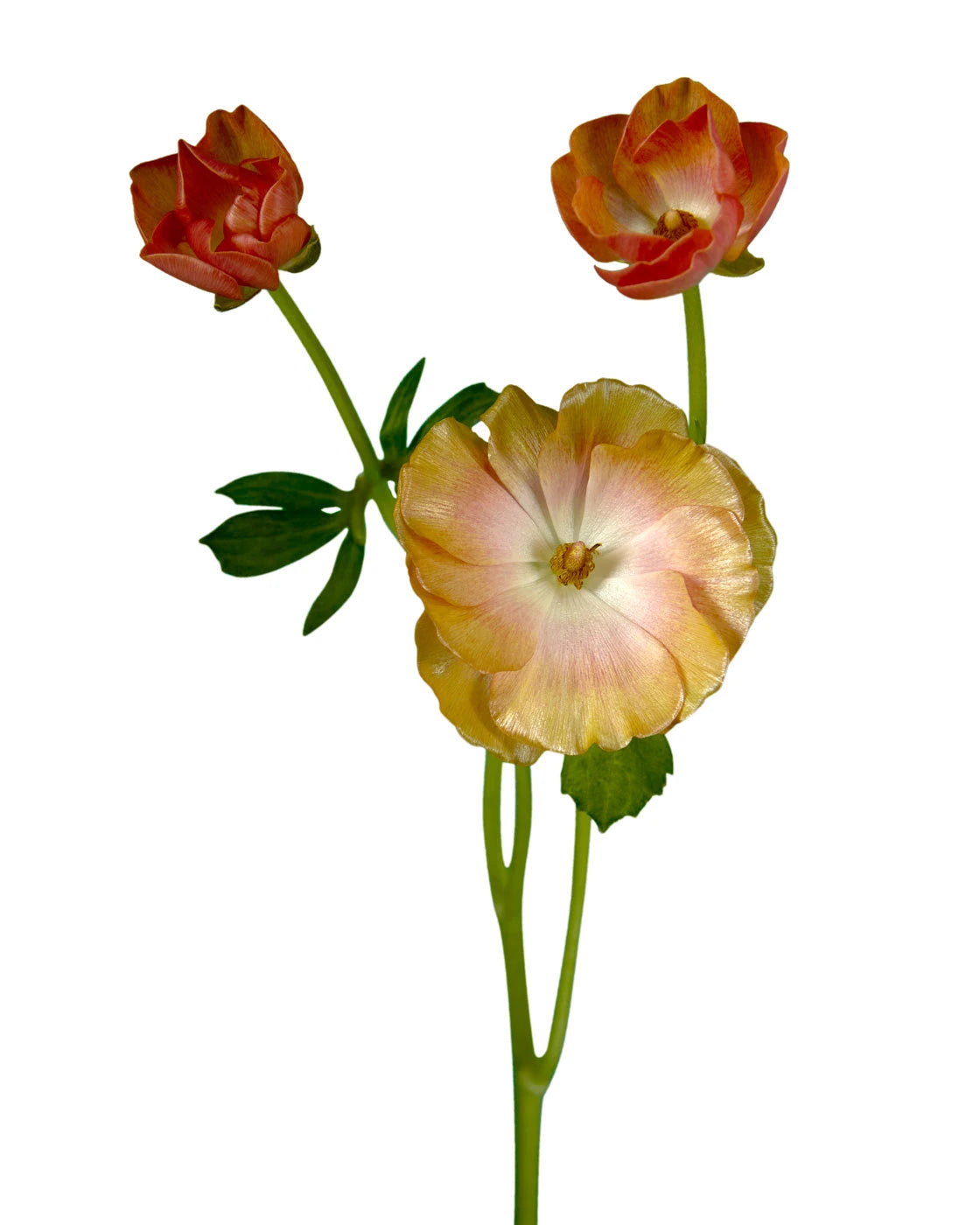 Magical Salmon Butterfly Ranunculus