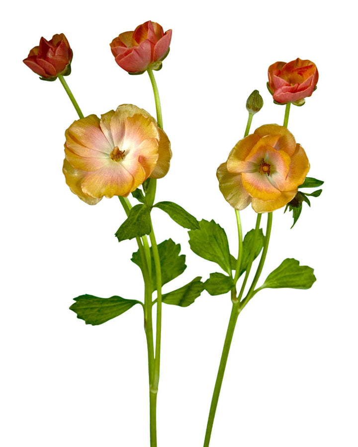 Magical Salmon Butterfly Ranunculus