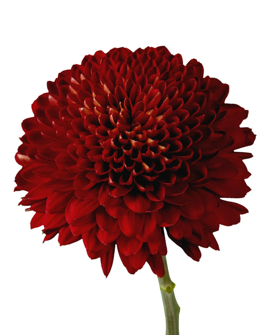 Magna Cremon Chrysanthemum