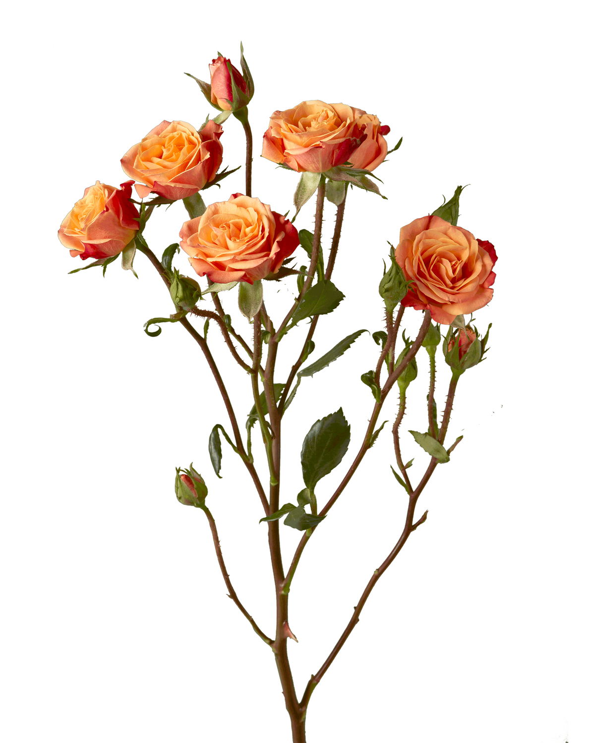 Mambo Orange Spray Rose