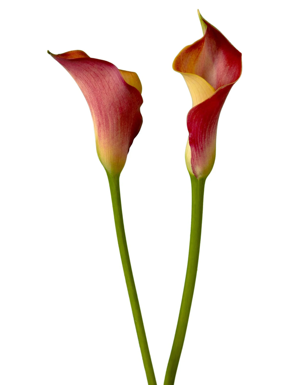 mango asiatic lily Mango Mini Calla Lily