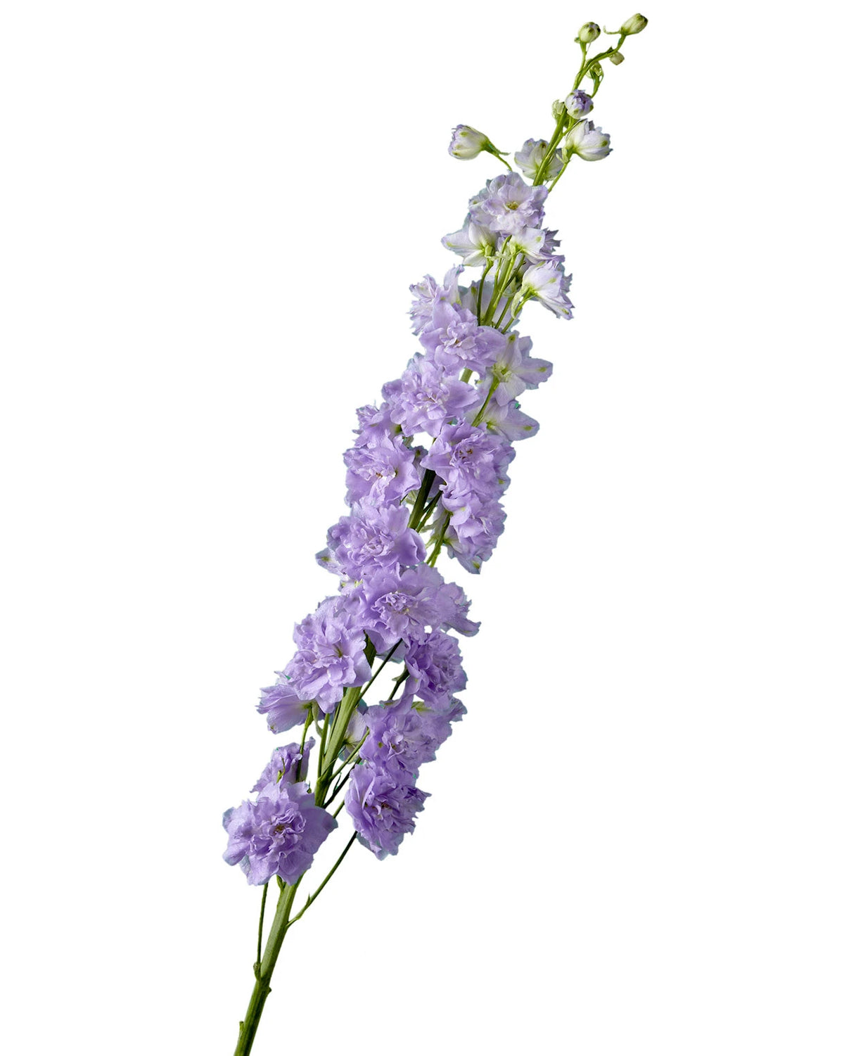 Manuela Hybrid Delphinium ELATUM