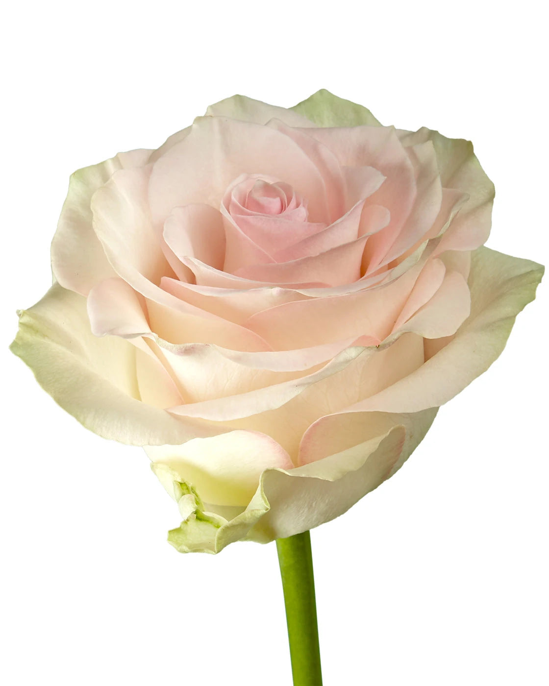 Marzipan Rose