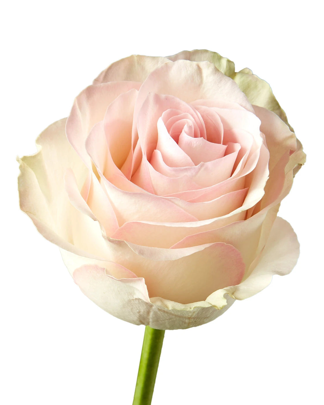 Marzipan Rose