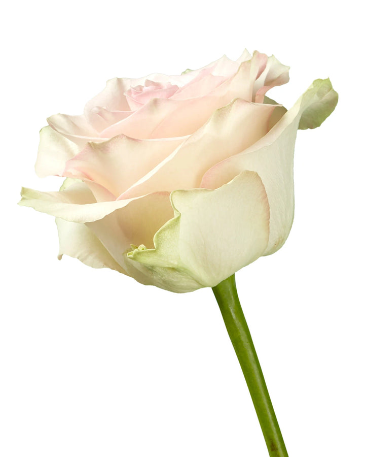 Marzipan Rose
