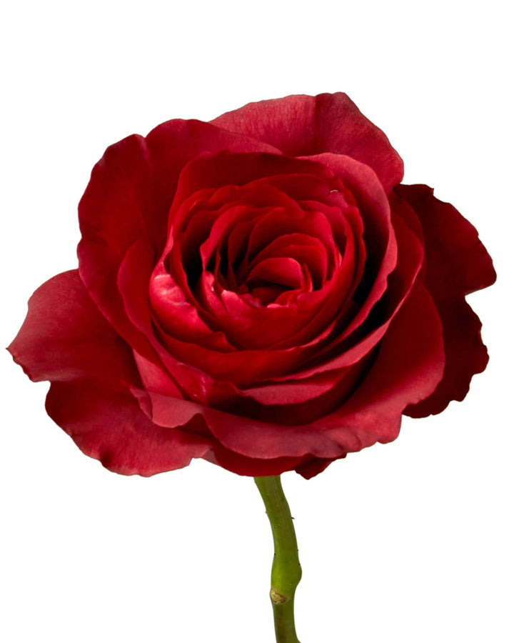 Red Ralitsa Roses Buy Wholesale Red Flowers in Bulk | PetalJet