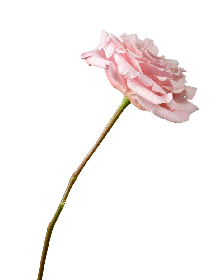 Mayra Peach Garden Rose