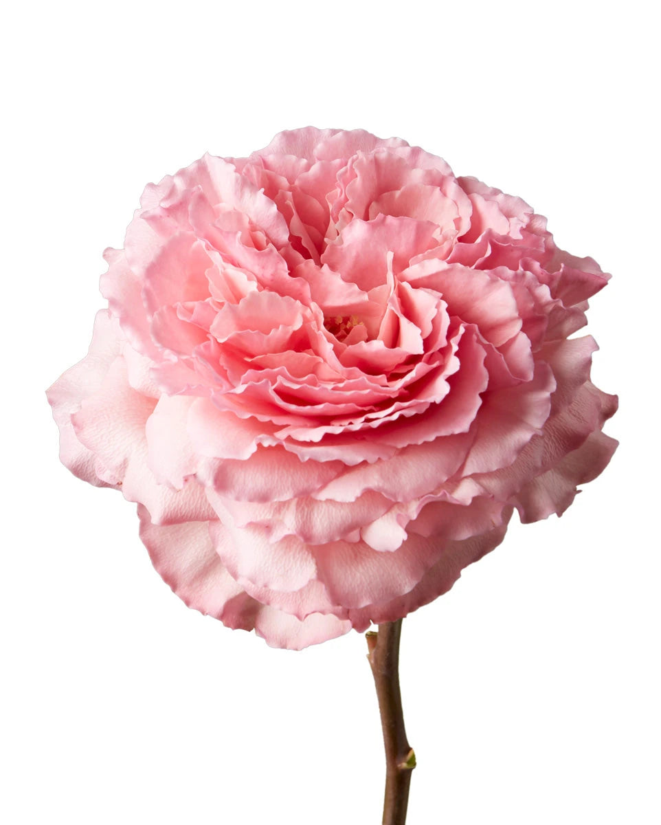 Mayra Pink Garden Rose