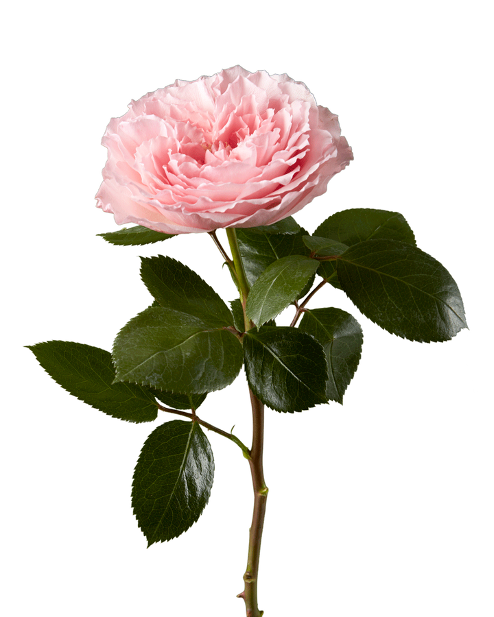 Mayra Pink Garden Rose