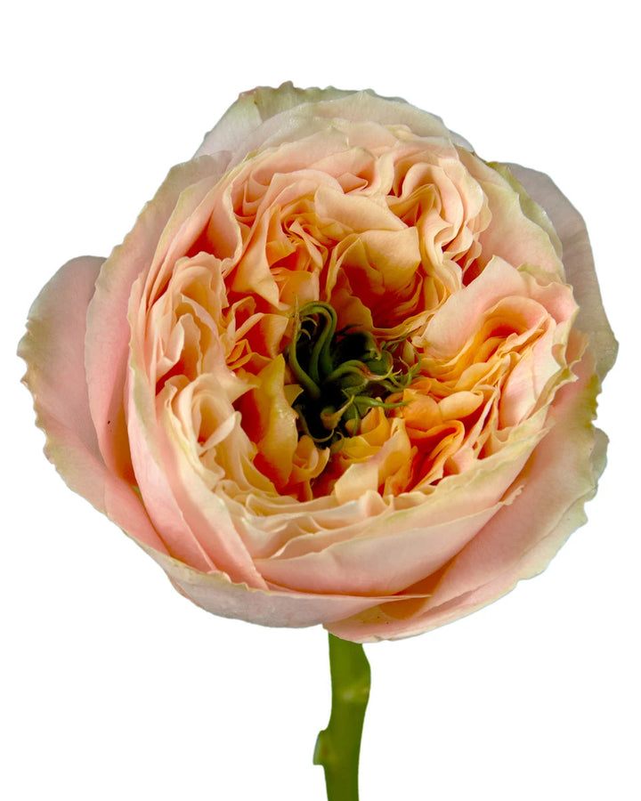 Melon Xpression Garden Rose