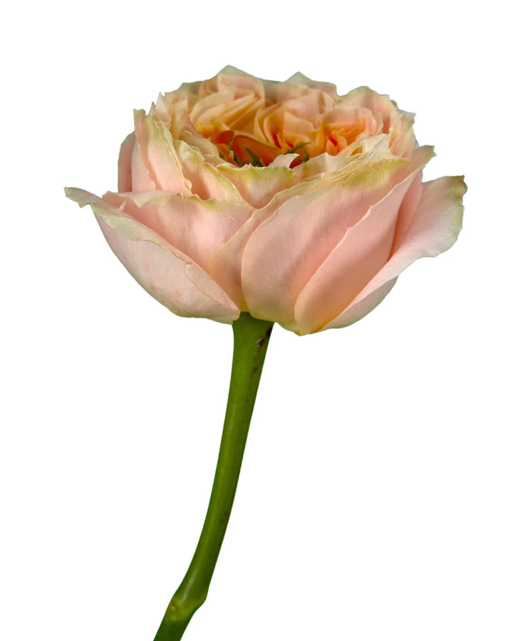 Melon Xpression Garden Rose