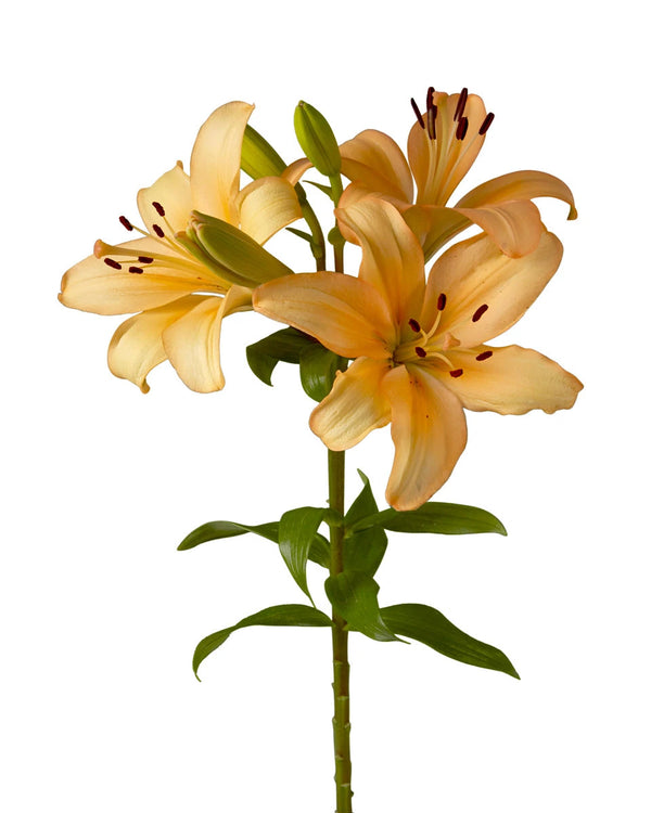Wholesale Menorca Lily 3-5 Bloom | PetalJet