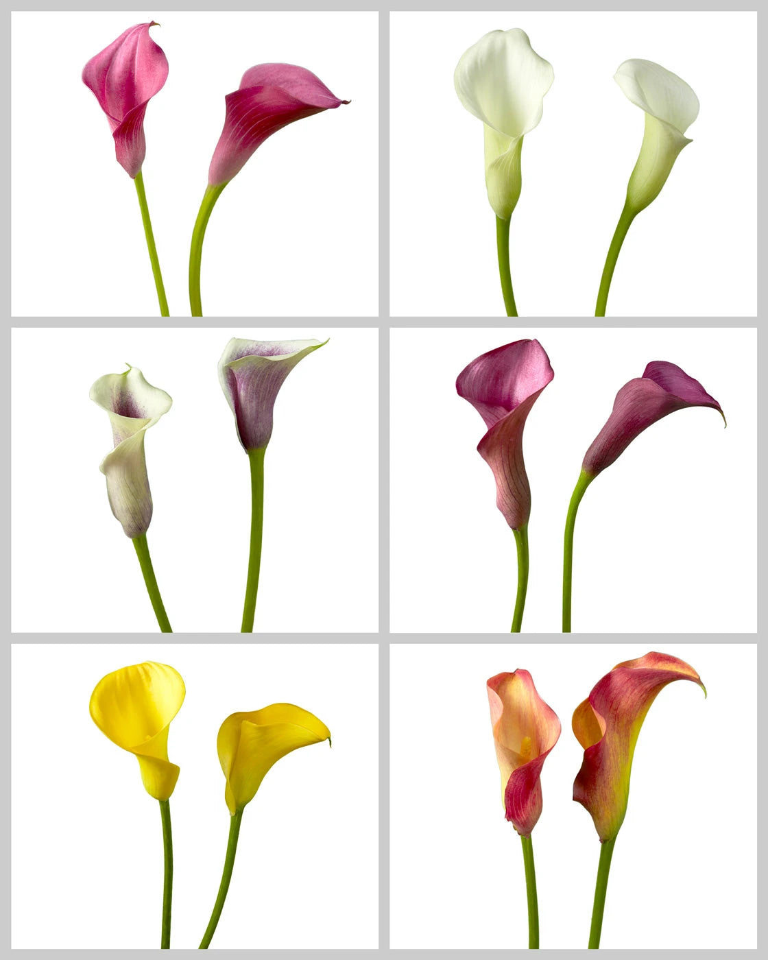 Mini Calla Lily Assorted Box #054