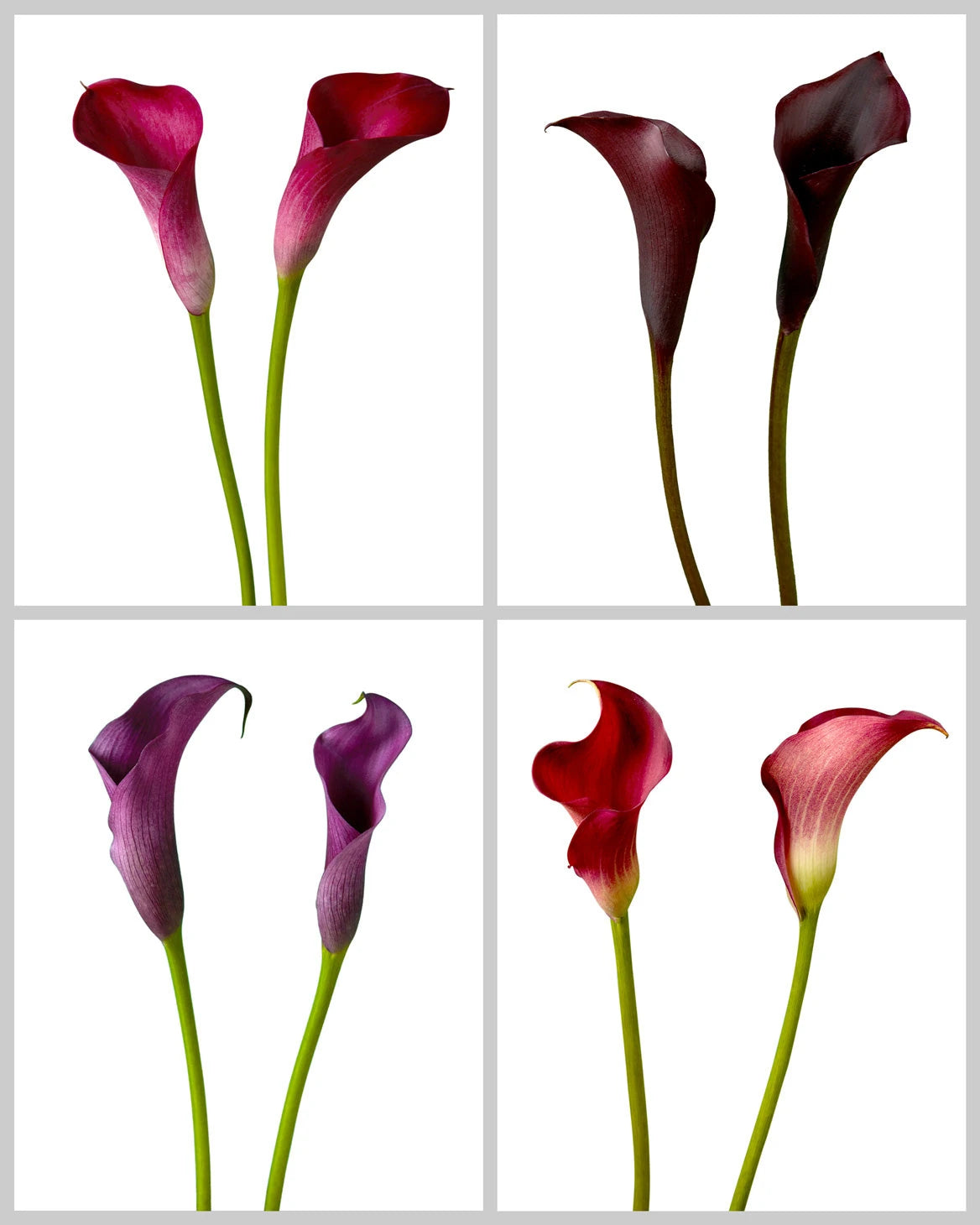 Mini Calla Lily Assorted Box Valentine's Day