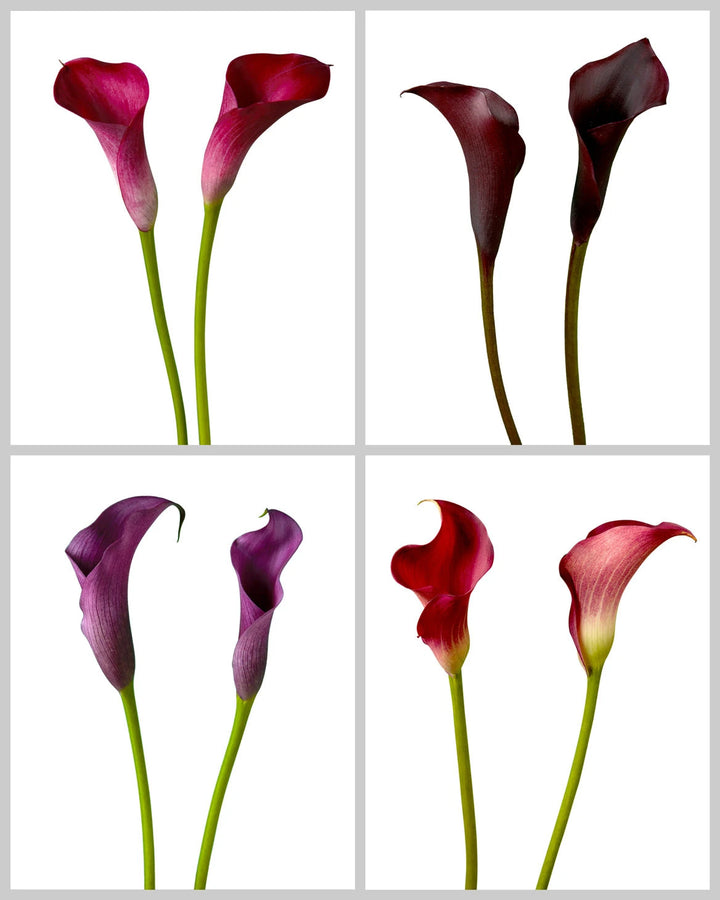 Mini Calla Lily Assorted Box Valentine's Day