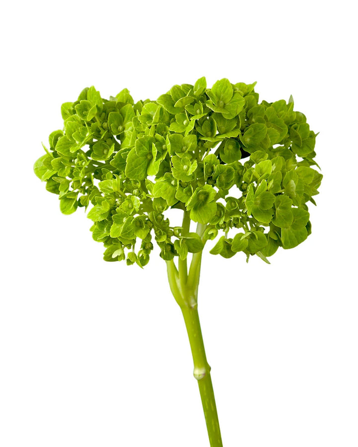 Mini Dark Green Hydrangea