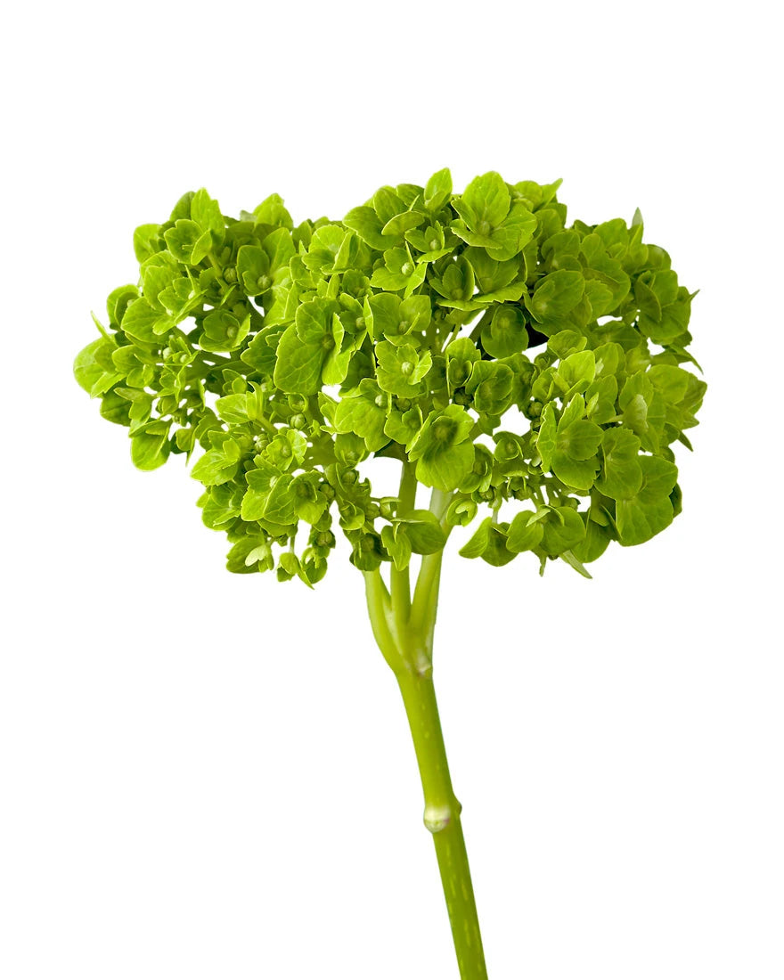 Mini Dark Green Hydrangea