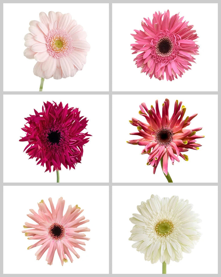 Mini Gerbera Daisy Mixed Box #391