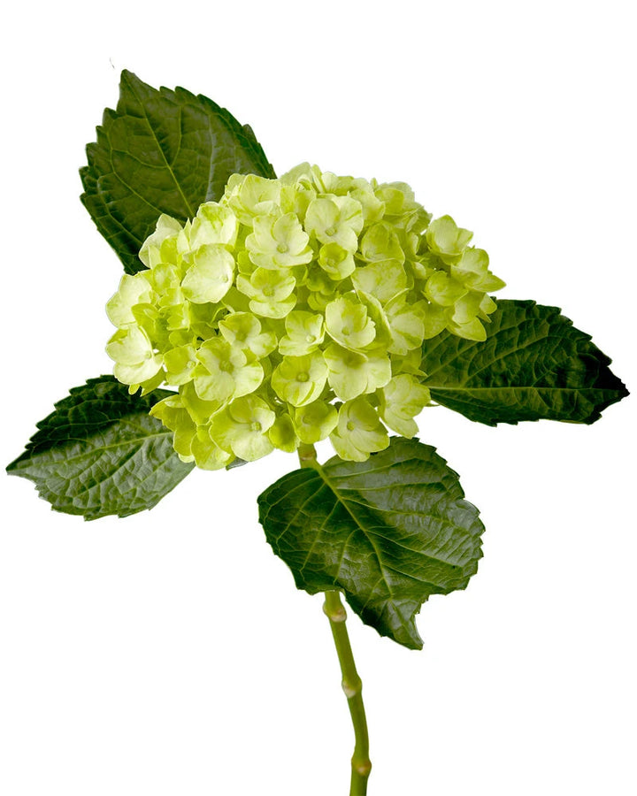 Mini Mojito Hydrangea Valentine's Day