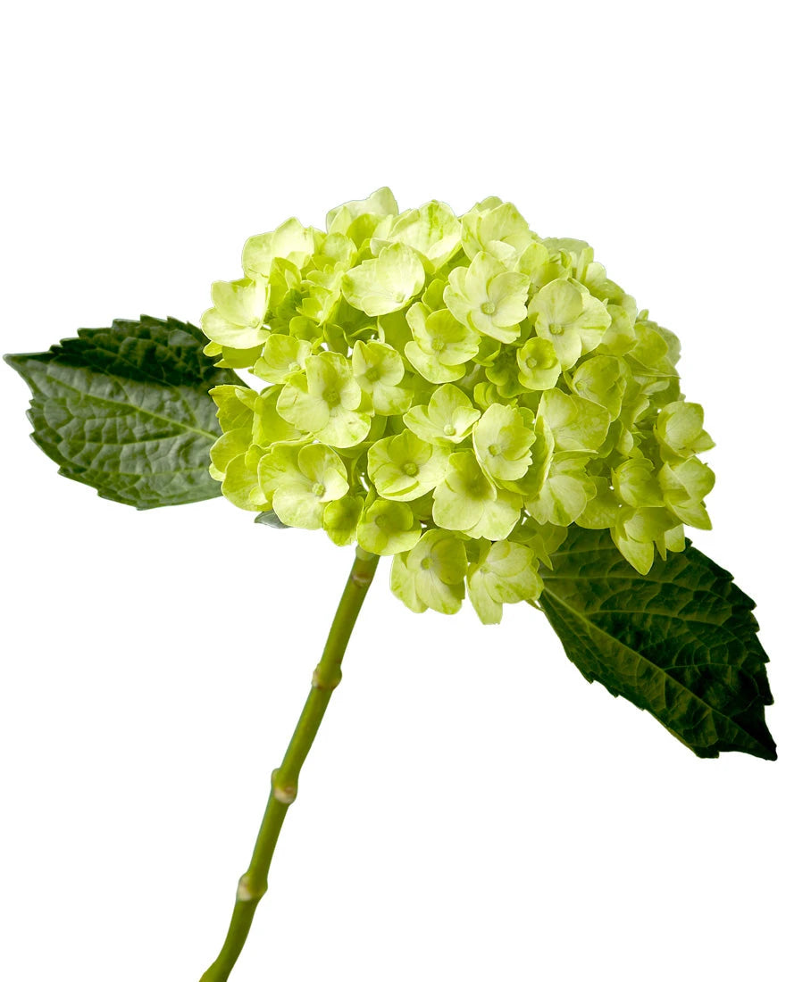 Mini Mojito Hydrangea Valentine's Day