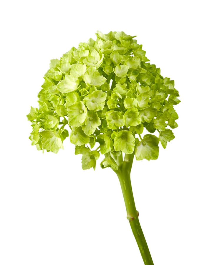 Mini Mojito Hydrangea Valentine's Day