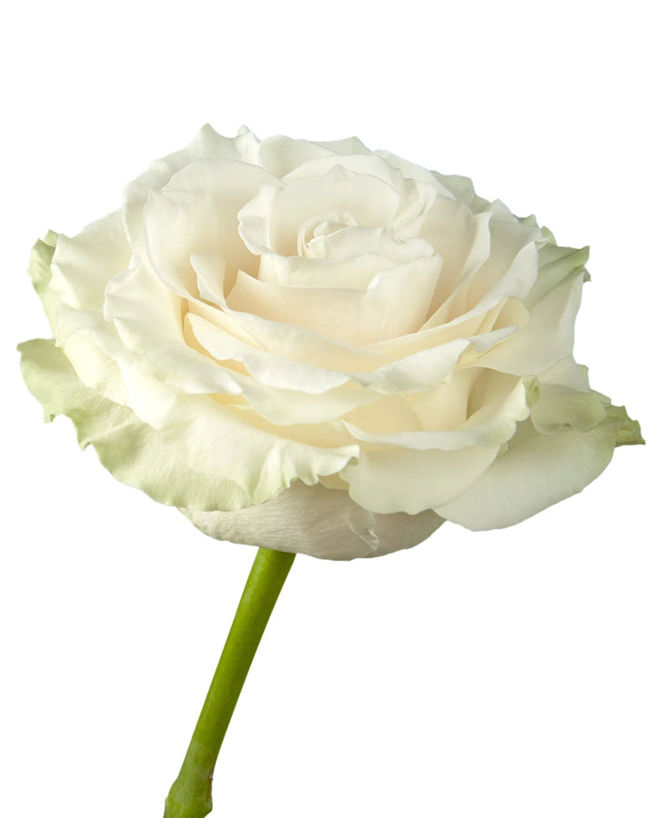 Mondial Rose