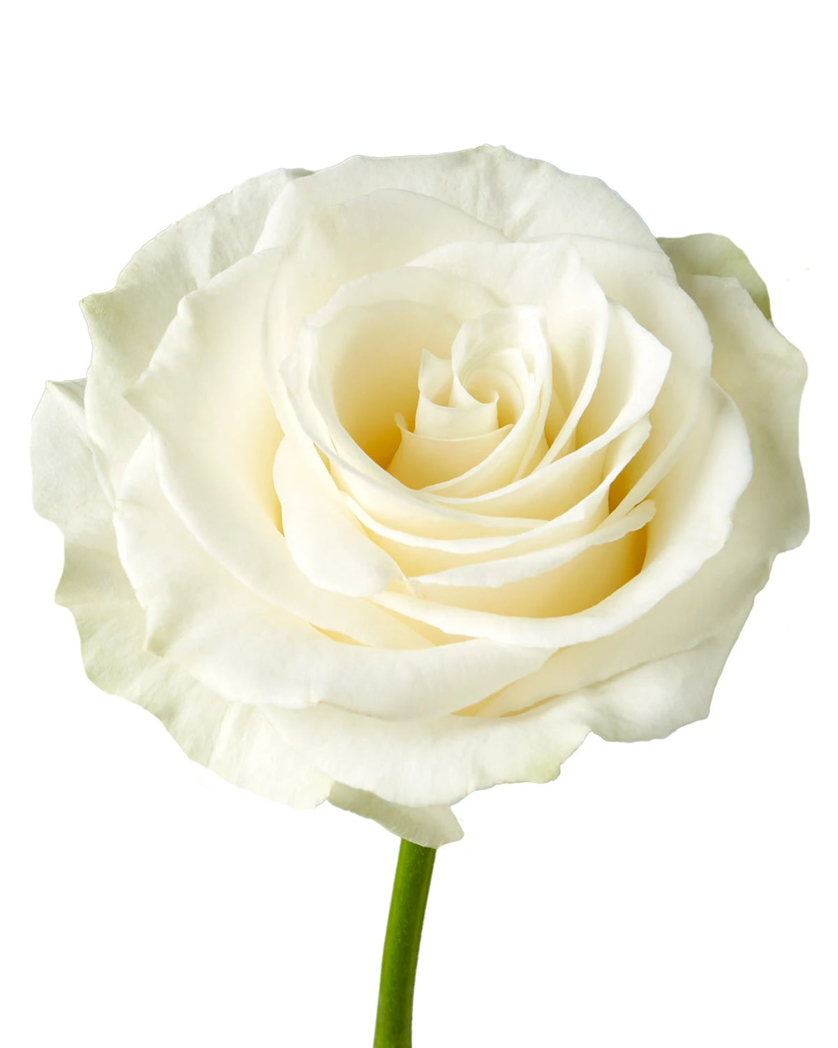 Mondial Rose