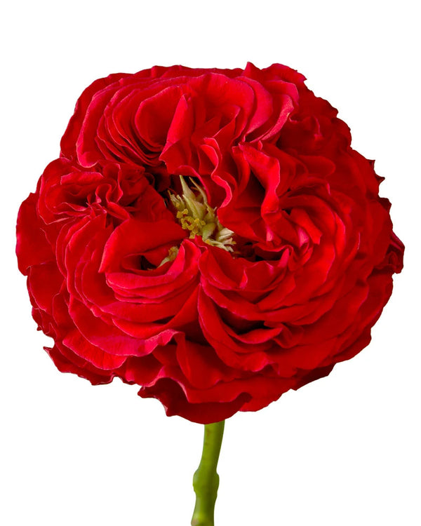 Wholesale Monster Red Garden Rose | PetalJet