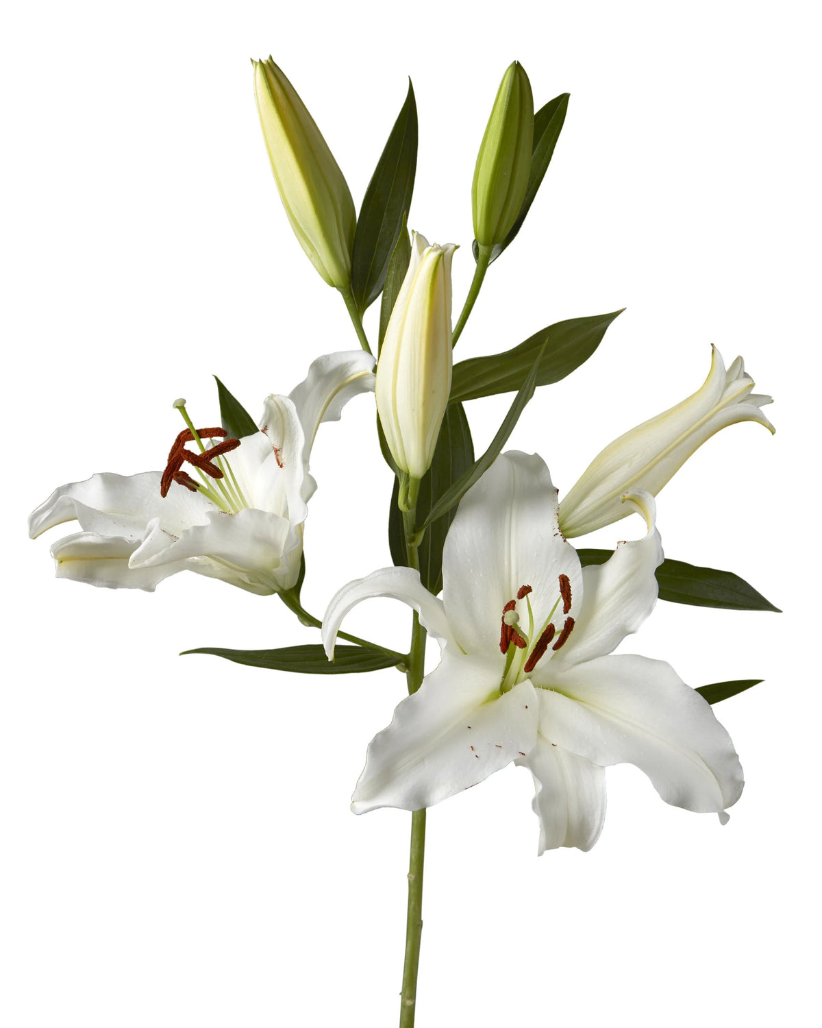 Monteneu Oriental Lily 3-5 Bloom