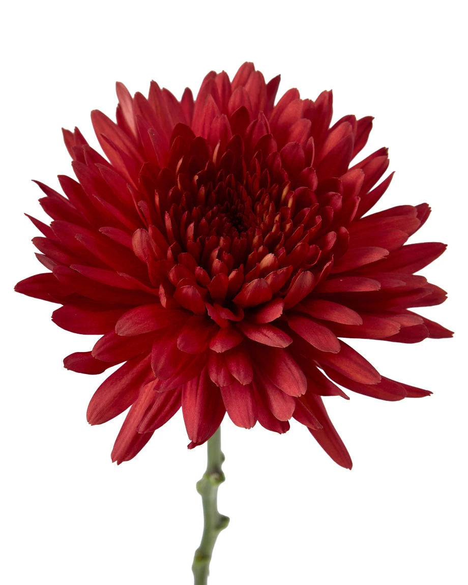 Morrison Chrysanthemum