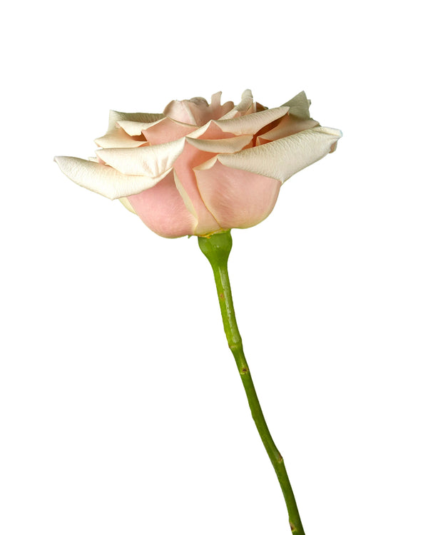 Wholesale Mother of Pearl Rose | PetalJet