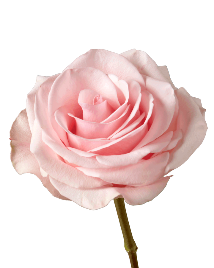 Novia Rose