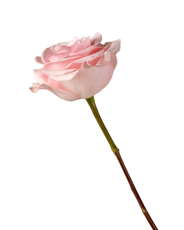 Novia Rose