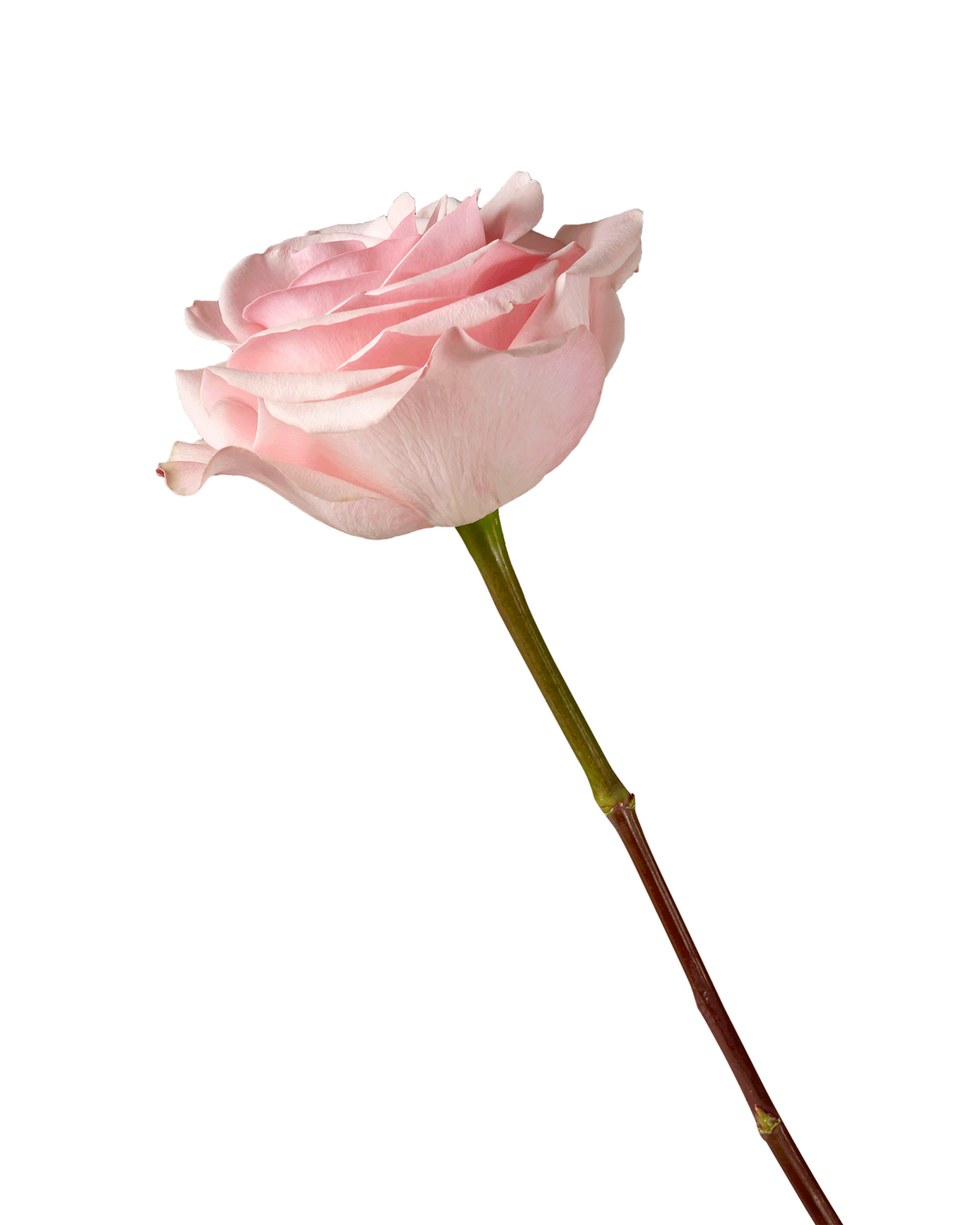 Novia Rose