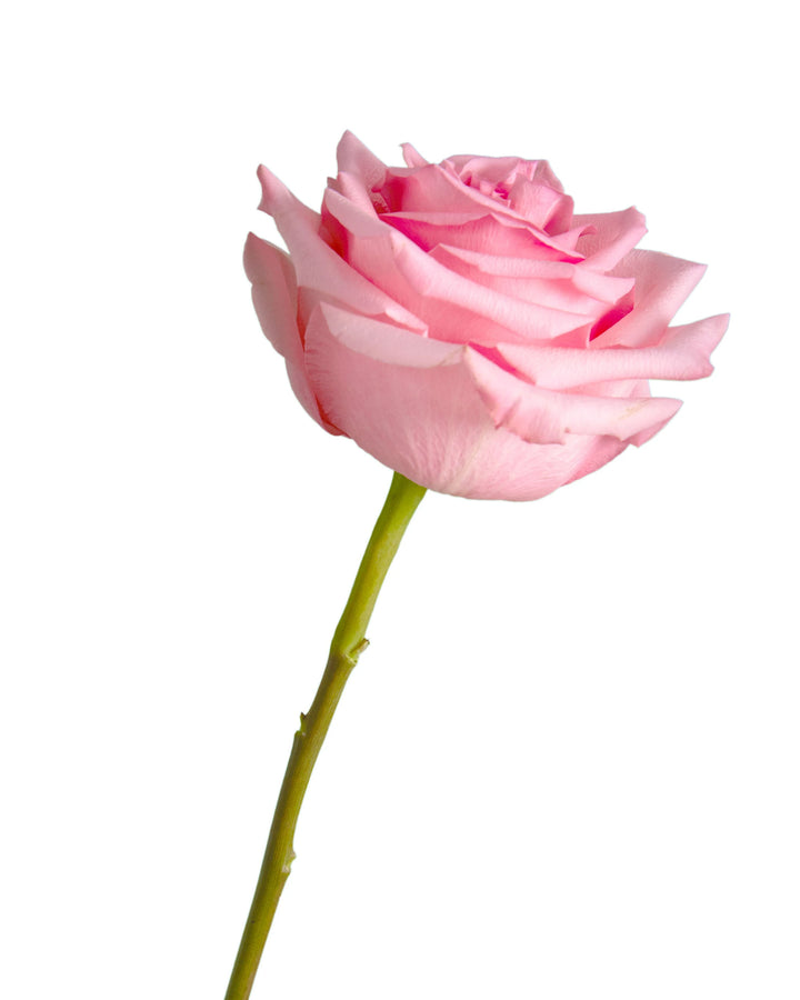 Imapala Rosa Wholesale Opala Rose | PetalJet