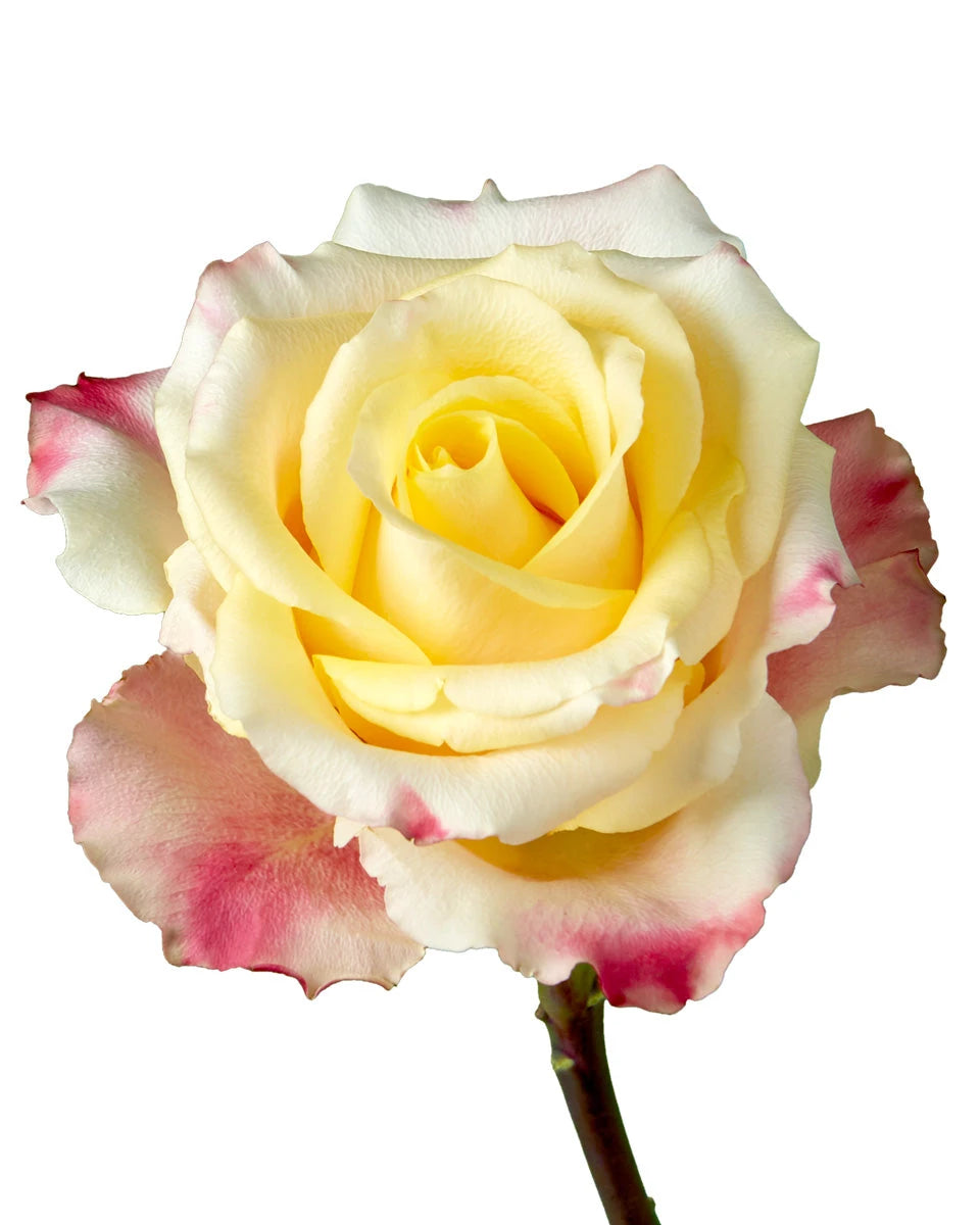 Optical Sunset Rose