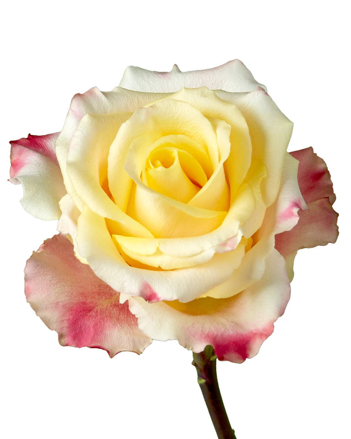 Optical Sunset Rose