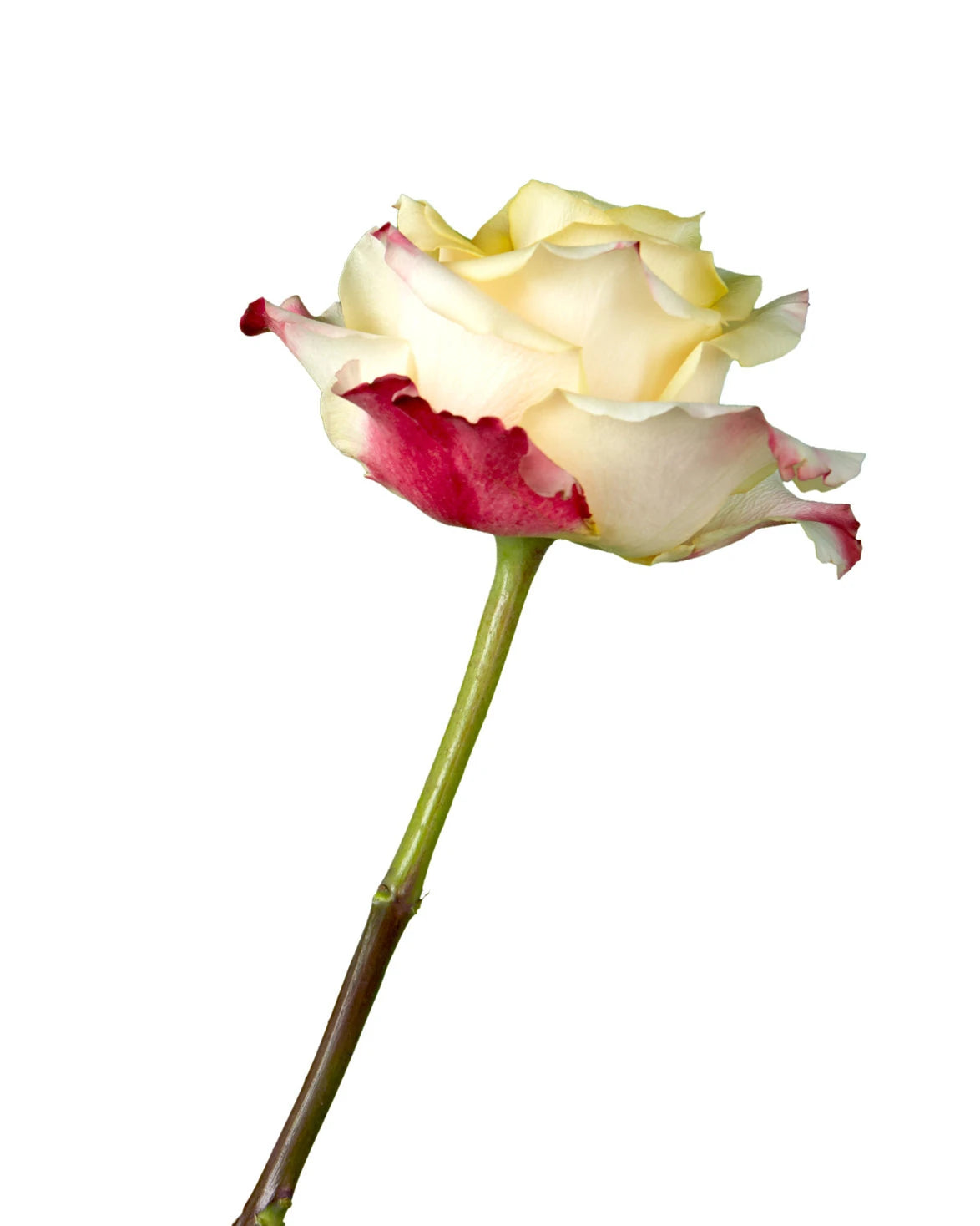Optical Sunset Rose