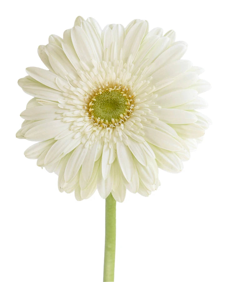 Opus White Mini Gerbera Daisy