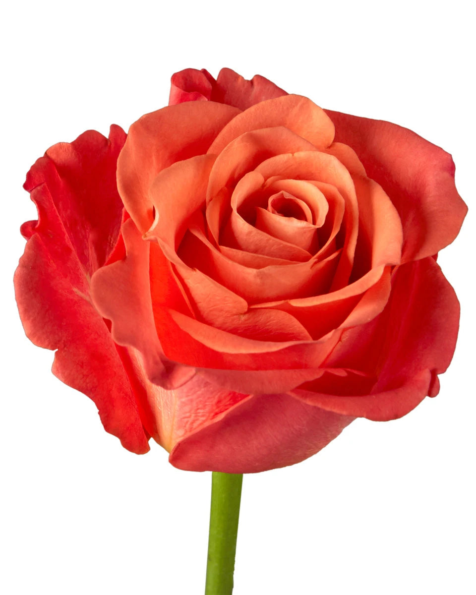 Crush Roz Wholesale Orange Crush Rose | PetalJet