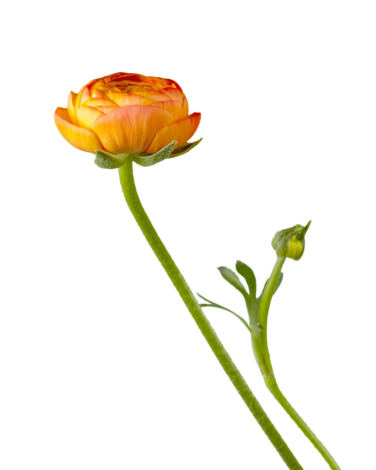 Orange Elegance Ranunculus