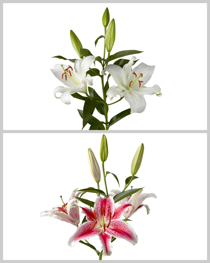 Oriental Lily 3-5 Bloom Assorted Box #067 Valentine's Day