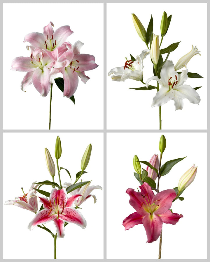 kata lily flower Wholesale Catina Oriental Lily 3-5 Bloom
