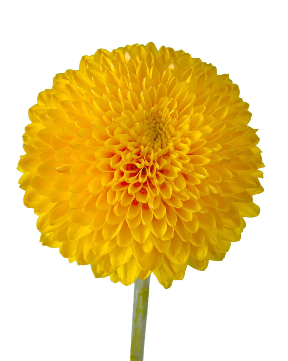 Paladov Sunny Chrysanthemum