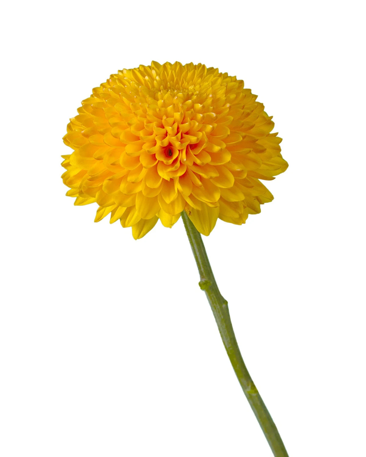 Paladov Sunny Chrysanthemum