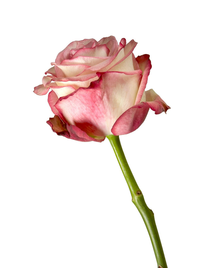 Paloma Rose Valentine Day